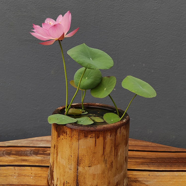 Bowl Lotus: Embracing Zen Through Blossoms