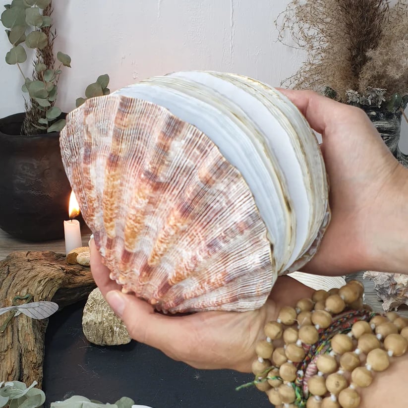 Abalone shell/Lion’s Paw shell/Scallop Shell journal