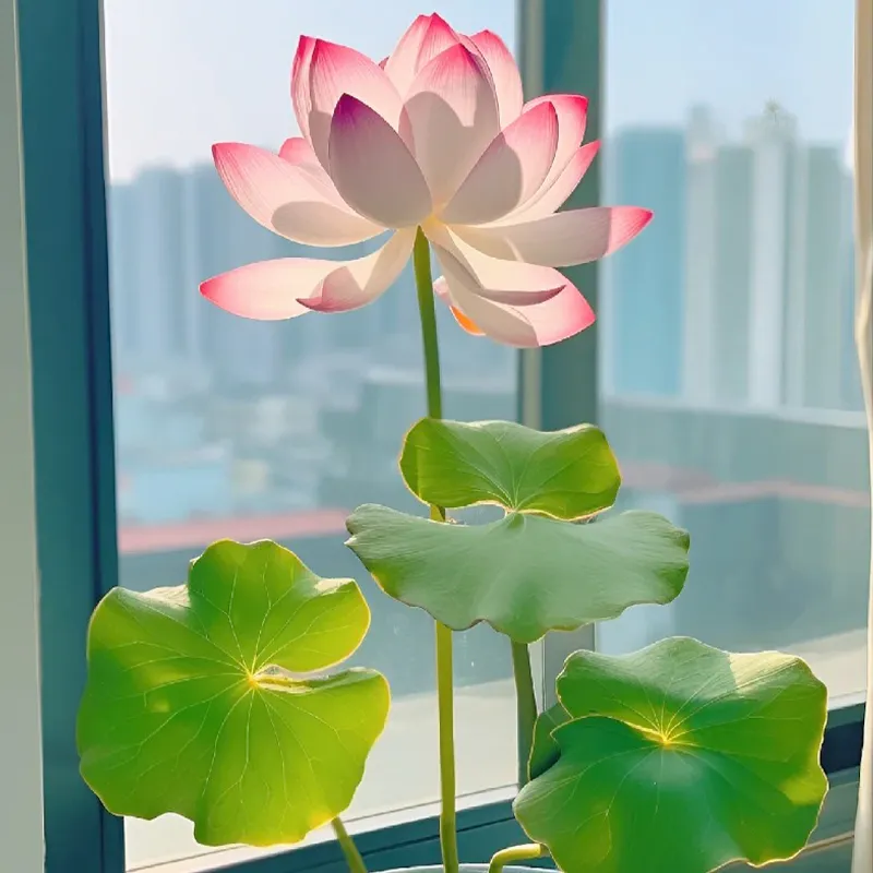 Bowl Lotus: Embracing Zen Through Blossoms