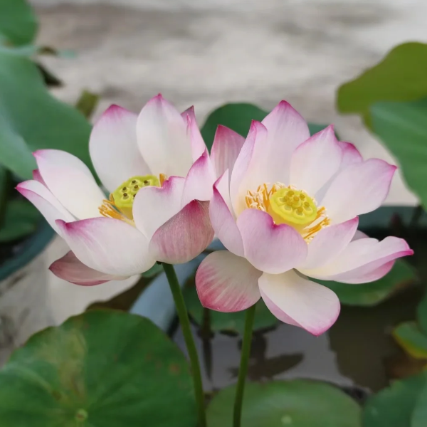 Bowl Lotus: Embracing Zen Through Blossoms