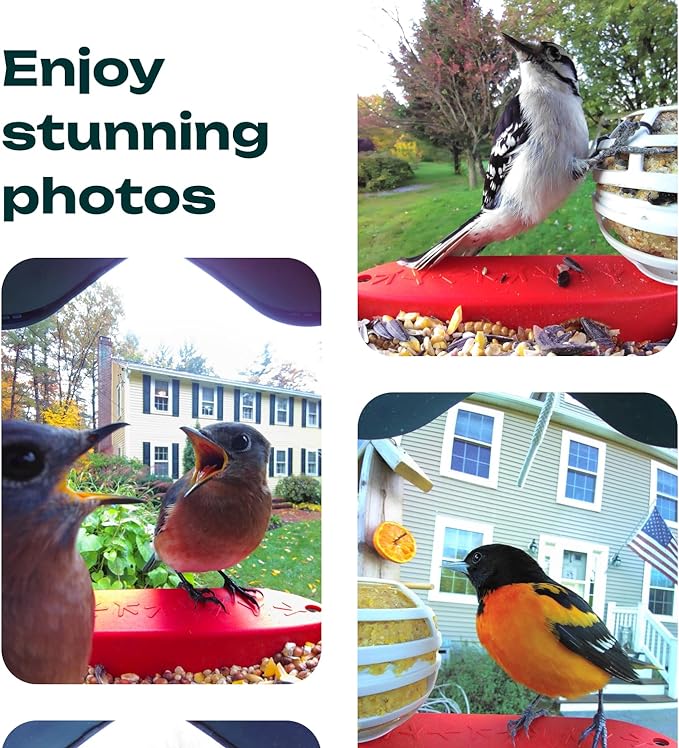 🔥Smart Hummingbird Feeder & Bird Bath