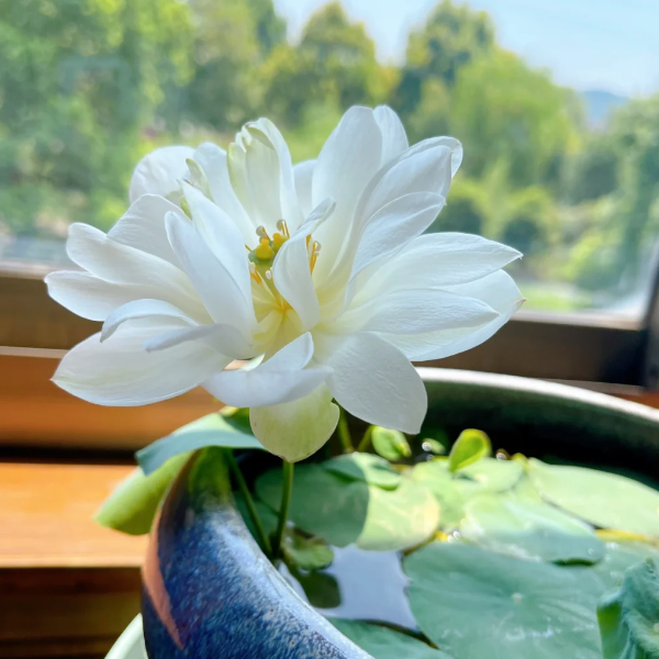 Bowl Lotus: Embracing Zen Through Blossoms