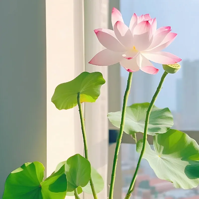 Bowl Lotus: Embracing Zen Through Blossoms