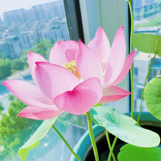 Bowl Lotus: Embracing Zen Through Blossoms