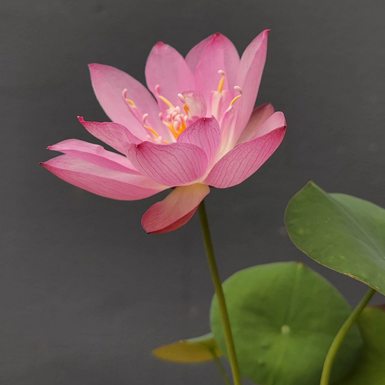 Bowl Lotus: Embracing Zen Through Blossoms