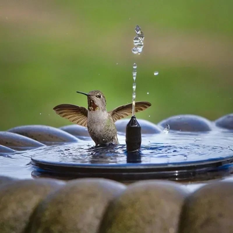 🔥Solar-Powered Bird Fountain Kit🐦️