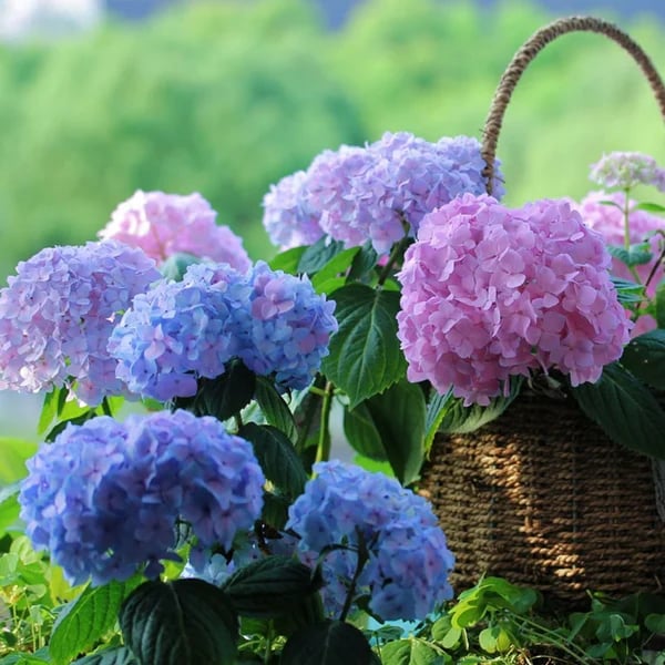 Outdoor Artificial Hydrangea Flowers💐