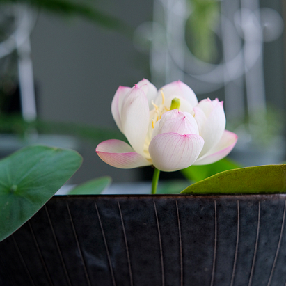 Bowl Lotus: Embracing Zen Through Blossoms