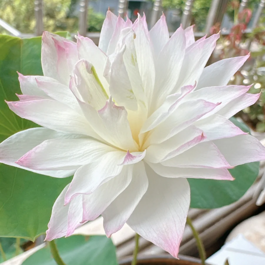 Bowl Lotus: Embracing Zen Through Blossoms