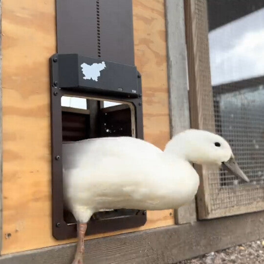 (🎄Hot Sale🎄)-Poultry Farm Automatic Chicken House Door