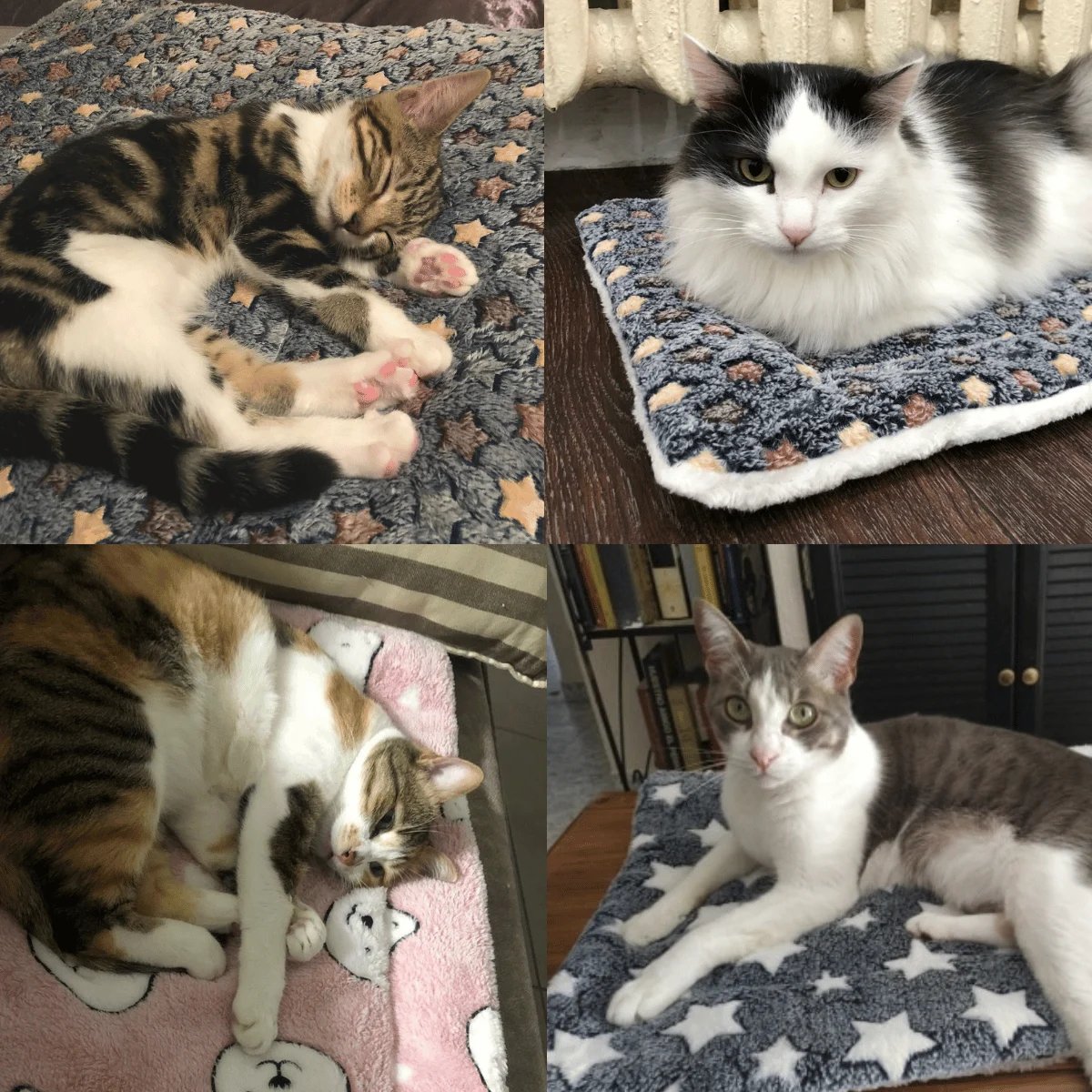 Big Sale - Cozy Calming Cat Blanket